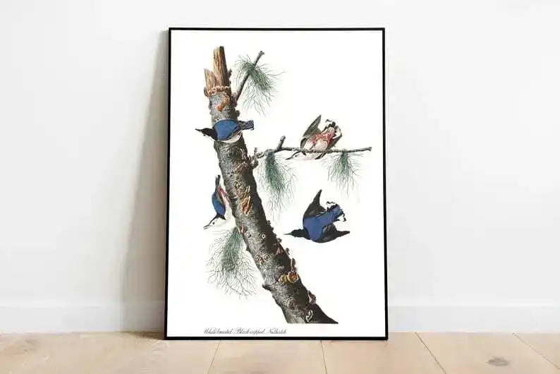 Vintage Bird Art Prints| Bird Poster