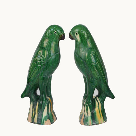 South american Cotorras set