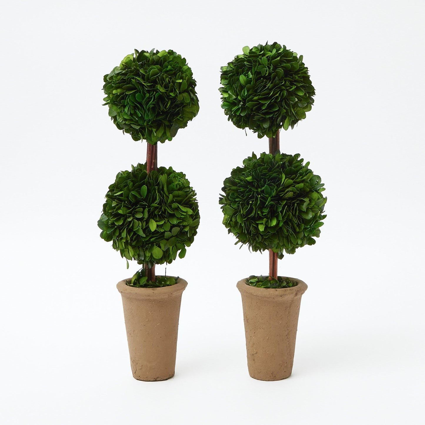 Double Potted Boxwood Balls (Pair)