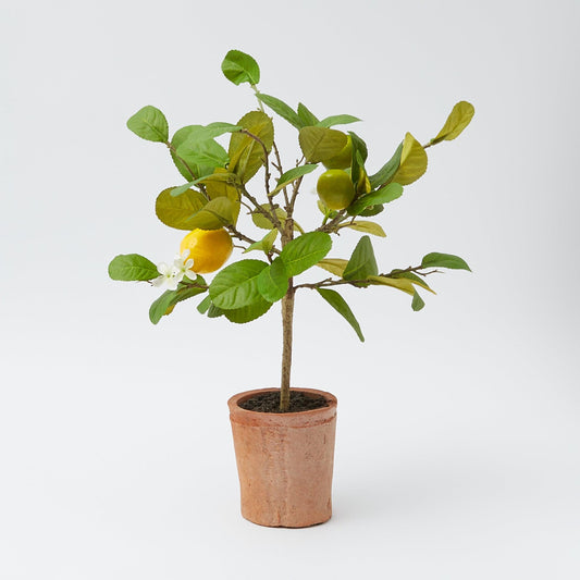Lemon Tree (Small)